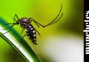 Brasil ultrapassa 4 milhões de casos de dengue, diz O Valor Econômico